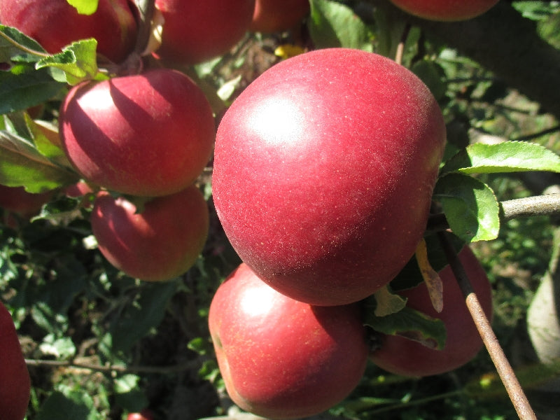 Alma -Jonathán (65 mm-től)