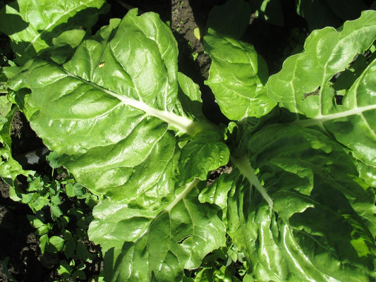 BIO Mángold -Zöld levélnyelű -100g