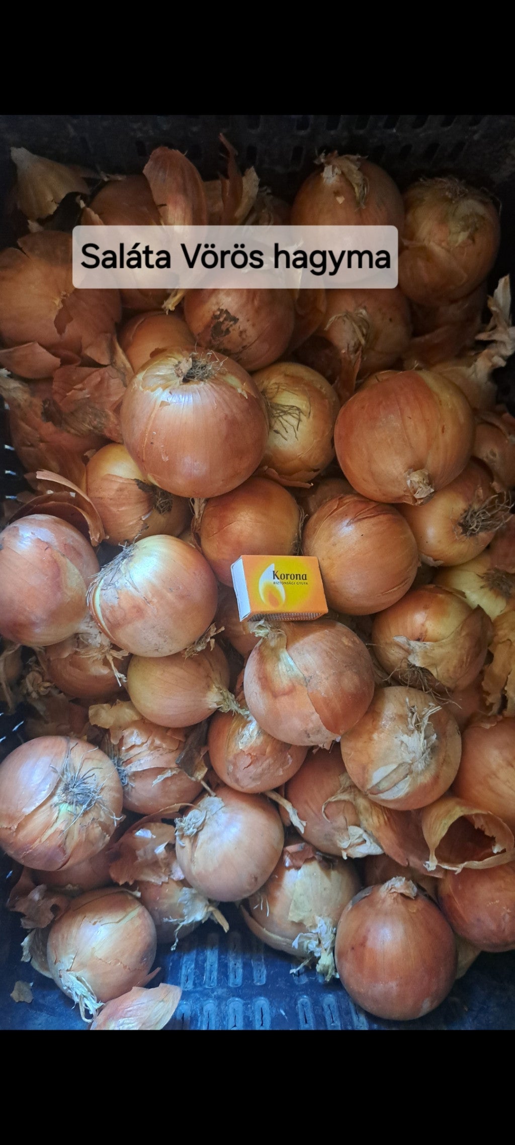 Vöröshagyma nagy méret -1 kg